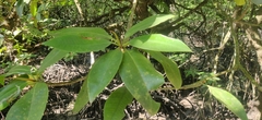 Rhizophora apiculata