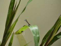 Acanthagrion ascendens