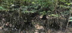 Rhizophora mucronata