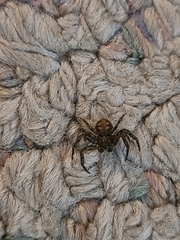 Bassaniana utahensis