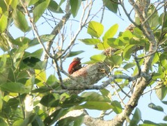 Dryobates sanguineus