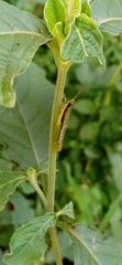 Neorthacris