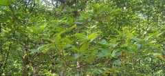 Rhizophora mucronata