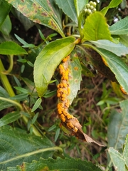 Puccinia baccharidis