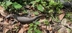 Varanus salvator andamanensis