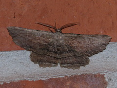 Lytrosis unitaria