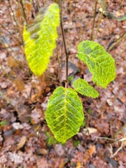 Carpinus betulus