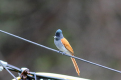 Terpsiphone viridis granti