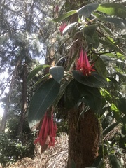 Fuchsia boliviana