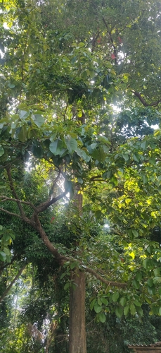 Valida Planchonia (Planchonia valida)
