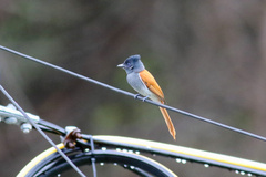 Terpsiphone viridis granti