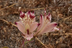 Alstroemeria diluta chrysantha