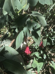 Fuchsia boliviana