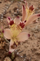 Alstroemeria diluta chrysantha
