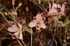 Alstroemeria diluta chrysantha