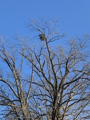 Phoradendron leucarpum