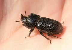 Sinodendron cylindricum