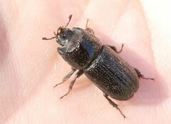 Sinodendron cylindricum