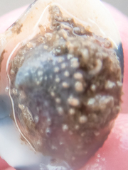 Crepidula onyx