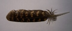 Caprimulgidae