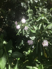 Impatiens sodenii