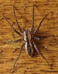 Arachosia praesignis