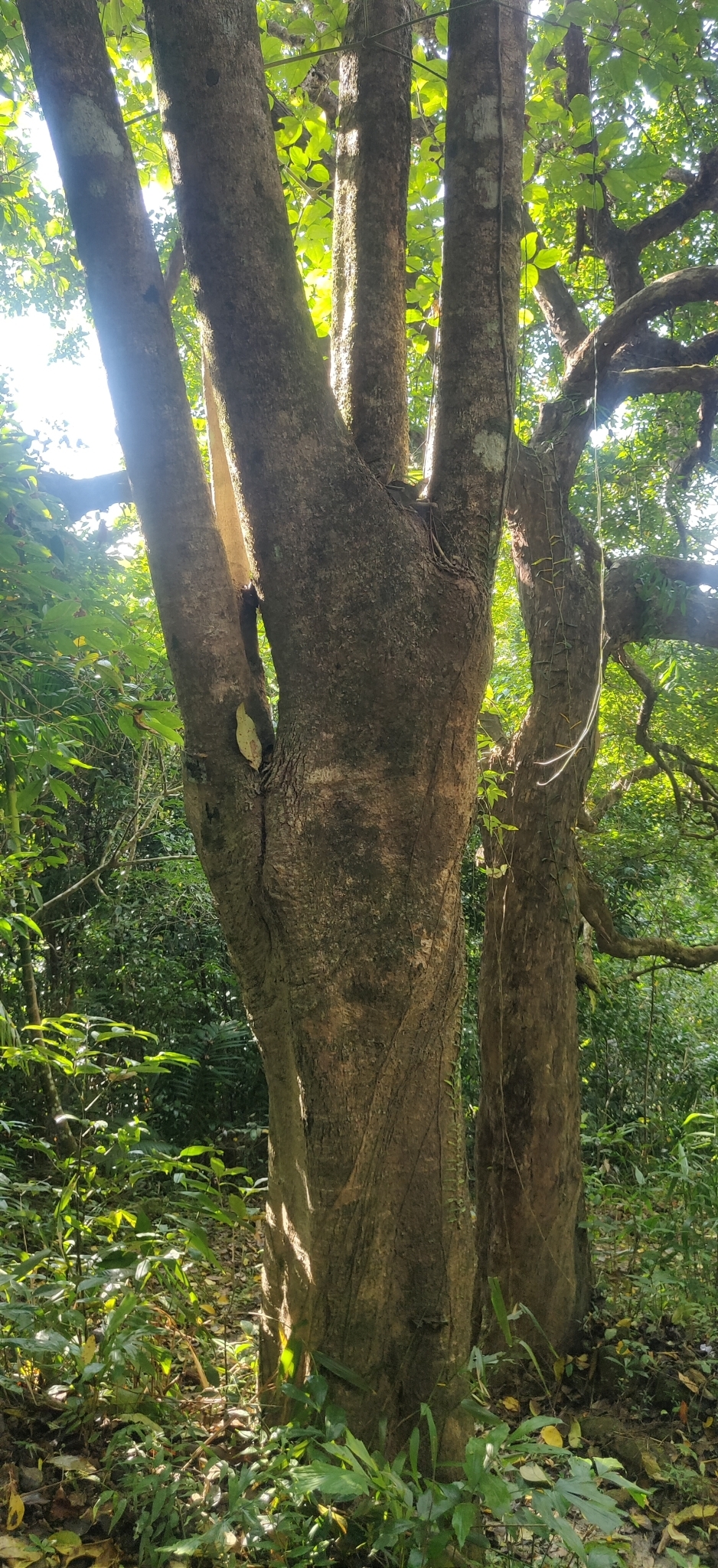 Fragrant Aralia (Heteropanax fragrans)