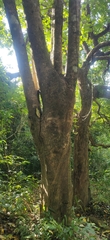 Heteropanax fragrans