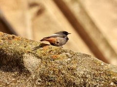 Phoenicurus ochruros gibraltariensis