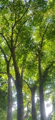 Heteropanax fragrans