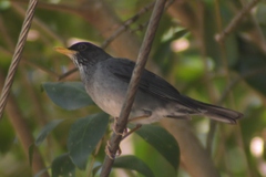 Turdus nigriceps