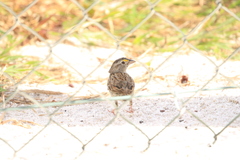 Ammodramus humeralis