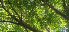 Heteropanax fragrans