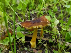 Pluteus romellii