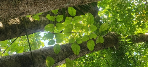 Image of Fragrant Aralia (Heteropanax fragrans) by (c) T R Shankar Raman, some rights reserved (CC BY)