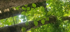 Heteropanax fragrans
