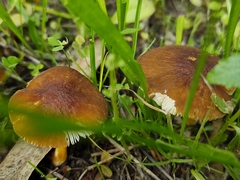 Pluteus romellii