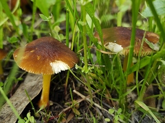 Pluteus romellii