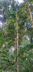 Caryota mitis
