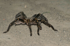 Grammostola pulchripes