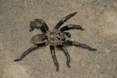 Grammostola pulchripes