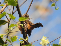 Campylorhynchus zonatus