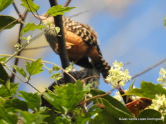 Campylorhynchus zonatus