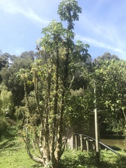 Vasconcellea pubescens