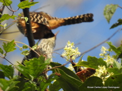 Campylorhynchus zonatus