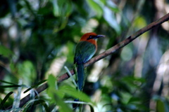 Electron platyrhynchum