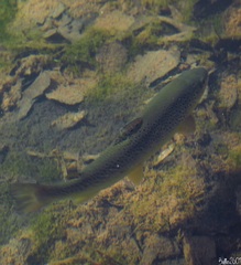 Salmo trutta fario