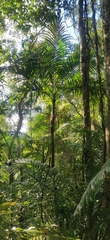 Pinanga andamanensis