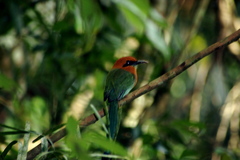 Electron platyrhynchum