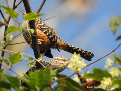 Campylorhynchus zonatus